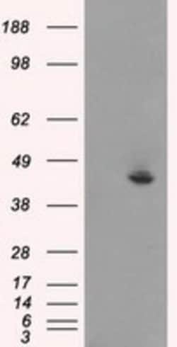 JNK1 Antibody (OTI4E3), Novus Biologicals 0.1mL; Unlabeled:Antibodies,