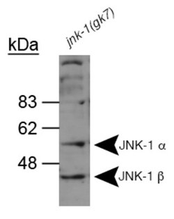 JNK1 Antibody, Novus Biologicals 0.1mL; Unlabeled:Antibodies, Polyclonal