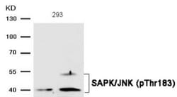 JNK1, p Thr183 Antibody, Novus Biologicals 0.05 mg; Unconjugated:Antibodies,