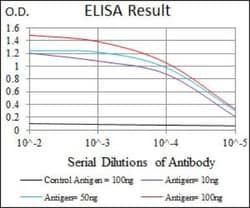 JNK1 Antibody (1E5) - BSA Free, Novus Biologicals 0.1mL; Unlabeled:Antibodies,