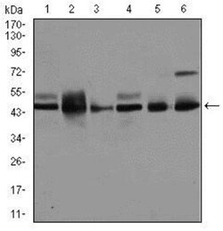 JNK1 Antibody (1E5) - BSA Free, Novus Biologicals 0.1mL; Unlabeled:Antibodies,