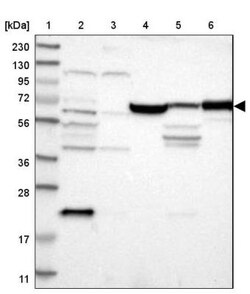JPH1 Antibody, Novus Biologicals:Antibodies:Primary Antibodies