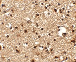 JPH4 Antibody - BSA Free, Novus Biologicals:Antibodies:Primary Antibodies