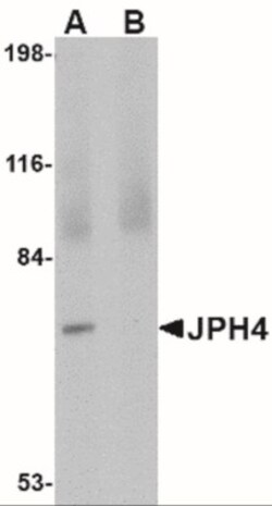 JPH4 Antibody - BSA Free, Novus Biologicals:Antibodies:Primary Antibodies