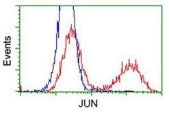 c-jun Antibody (OTI3G2), Novus Biologicals 0.1mL; Unlabeled:Antibodies,