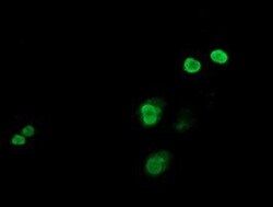c-jun Antibody (OTI3G2), Novus Biologicals 0.1mL; Unlabeled:Antibodies,