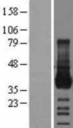 Novus Biologicals&trade;&nbsp;JAM-A Overexpression Lysate