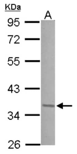 JunD Antibody, Novus Biologicals™