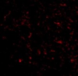 KA2/GRIK5/Glutamate Receptor KA2 Antibody - BSA Free, Novus Biologicals