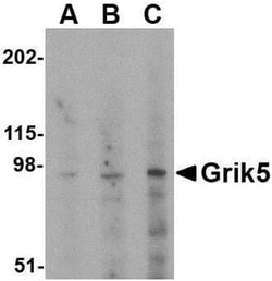 KA2/GRIK5/Glutamate Receptor KA2 Antibody - BSA Free, Novus Biologicals