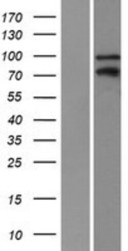 Novus Biologicals&trade;&nbsp;Kaiso Overexpression Lysate