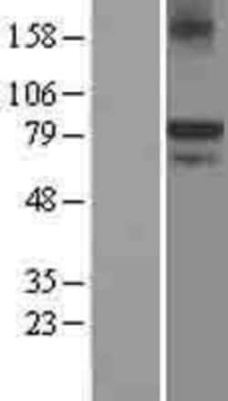 Novus Biologicals&trade;&nbsp;KAL1 Overexpression Lysate