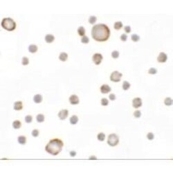 KAL1 Antibody - BSA Free, Novus Biologicals 0.1mg; Unlabeled:Antibodies,