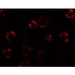 KAL1 Antibody - BSA Free, Novus Biologicals 0.1mg; Unlabeled:Antibodies,