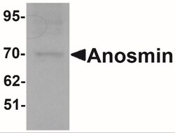 KAL1 Antibody - BSA Free, Novus Biologicals 0.1mg; Unlabeled:Antibodies,