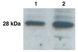 Kallikrein 9 Antibody - BSA Free, Novus Biologicals 0.025 mg; Unconjugated:Antibodies,
