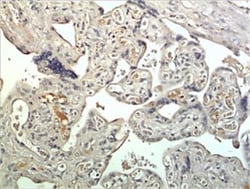 Kallikrein 15 Antibody (MM0429-5Z12) - Azide and BSA Free, Novus Biologicals:Antibodies:Primary