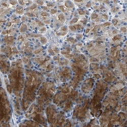 Kallikrein 15 Antibody, Novus Biologicals 0.1mL; Unlabeled:Antibodies,