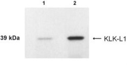 Kallikrein 4/Prostase/EMSP1 Antibody - BSA Free, Novus Biologicals 0.025