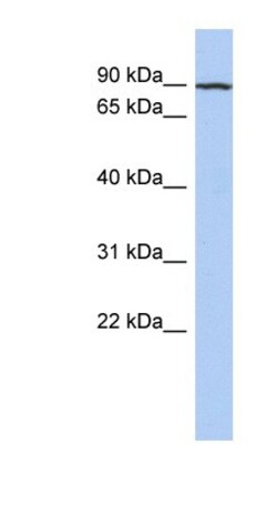 KANK3 Antibody, Novus Biologicals:Antibodies:Primary Antibodies