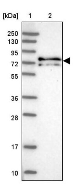 KANSL1L Antibody, Novus Biologicals 0.1 mL | Buy Online | Novus Biologicals | Fisher Scientific