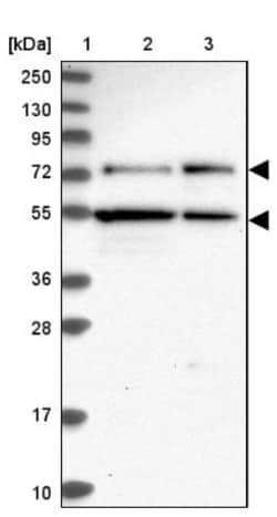 KANSL2 Antibody, Novus Biologicals 0.1mL; Unlabeled:Antibodies, Polyclonal