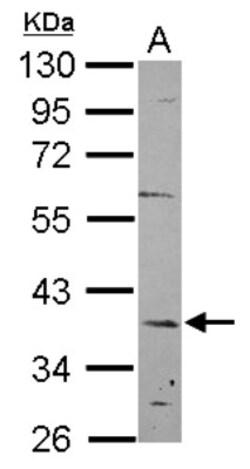 KANSL2 Antibody, Novus Biologicals 0.1mL; Unlabeled:Antibodies, Polyclonal
