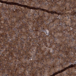 KANSL2 Antibody, Novus Biologicals 0.1mL; Unlabeled:Antibodies, Polyclonal