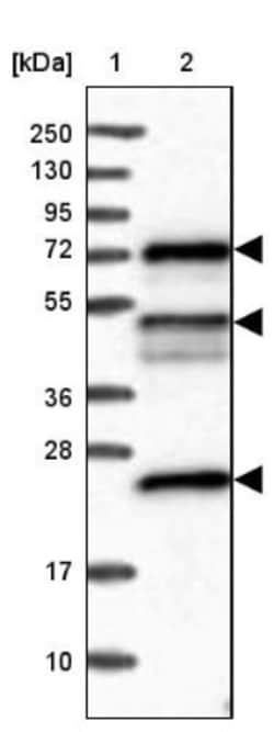 KANSL2 Antibody, Novus Biologicals:Antibodies:Primary Antibodies
