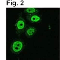 KAP1 Antibody (20C1), Novus Biologicals 0.1mg; Unlabeled:Antibodies, Monoclonal