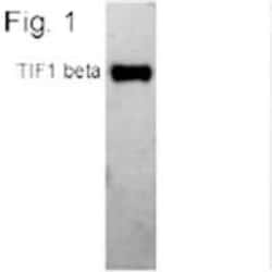 KAP1 Antibody (20C1), Novus Biologicals 0.1mg; Unlabeled:Antibodies, Monoclonal