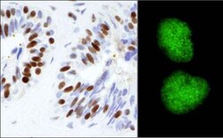 KAP1 Antibody, Novus Biologicals 0.1mL; Unlabeled:Antibodies, Polyclonal