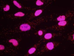 KAP1 Antibody, Novus Biologicals 0.1mL; Unlabeled:Antibodies, Polyclonal