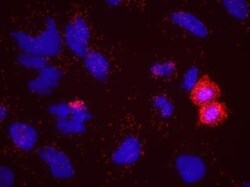 KAP1 Antibody, Novus Biologicals 0.1mL; Unlabeled:Antibodies, Polyclonal