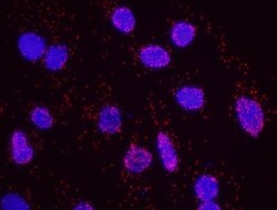KAP1 Antibody, Novus Biologicals 0.1mL; Unlabeled:Antibodies, Polyclonal
