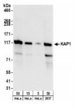 KAP1 Antibody, Novus Biologicals 0.1mL; Unlabeled:Antibodies, Polyclonal