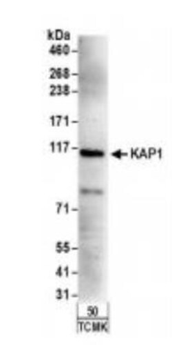 KAP1 Antibody, Novus Biologicals 0.1mL; Unlabeled:Antibodies, Polyclonal