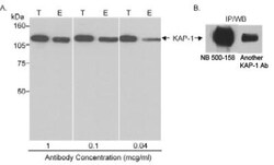 KAP1 Antibody, Novus Biologicals 0.1mL; Unlabeled:Antibodies, Polyclonal