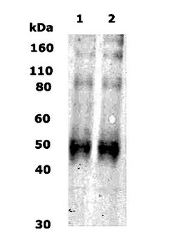 KOR Antibody - BSA Free, Novus Biologicals 0.1 mg; Unconjugated:Antibodies,