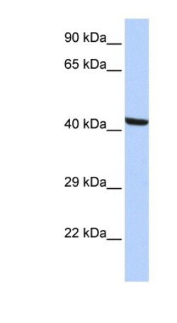 Kaptin Antibody, Novus Biologicals 100&mu;L; Unlabeled:Antibodies, Polyclonal