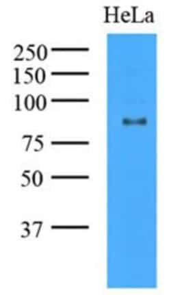 KAT2A/GCN5 Antibody (3G13) - BSA Free, Novus Biologicals 0.1mL; Unlabeled:Antibodies,