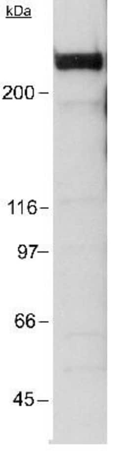 KAT3B/p300 Antibody (RW128) - BSA Free, Novus Biologicals:Antibodies:Primary