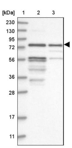 Kazrin Antibody, Novus Biologicals 25 &mu;L, Unconjugated:Antibodies, Polyclonal