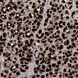 KBTBD4 Antibody, Novus Biologicals:Antibodies:Primary Antibodies