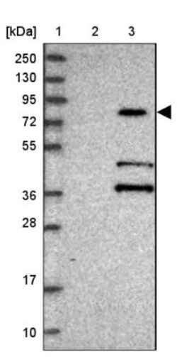 KBTBD7 Antibody, Novus Biologicals 25 &mu;L, Unconjugated:Antibodies, Polyclonal