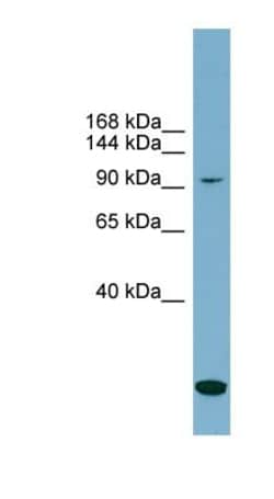 KCC1/SLC12A4 Antibody, Novus Biologicals:Antibodies:Primary Antibodies