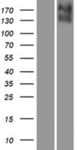 Novus Biologicals&trade;&nbsp;KCC4/SLC12A7 Overexpression Lysate