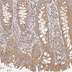 KCMF1 Antibody, Novus Biologicals 0.1mL; Unlabeled:Antibodies, Polyclonal
