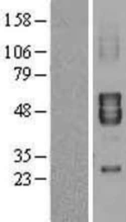 Novus Biologicals&trade;&nbsp;KCNA7 Overexpression Lysate