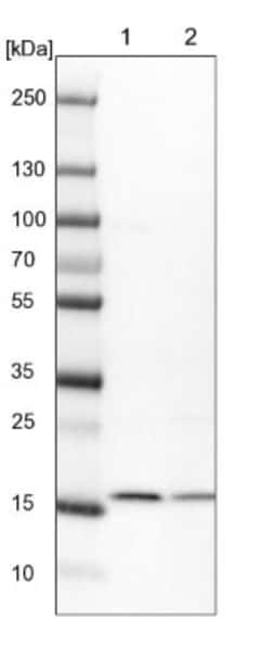 KCNE1-like Antibody, Novus Biologicals:Antibodies:Primary Antibodies